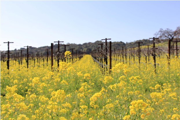 First Glimpse of Spring: A Day in Napa