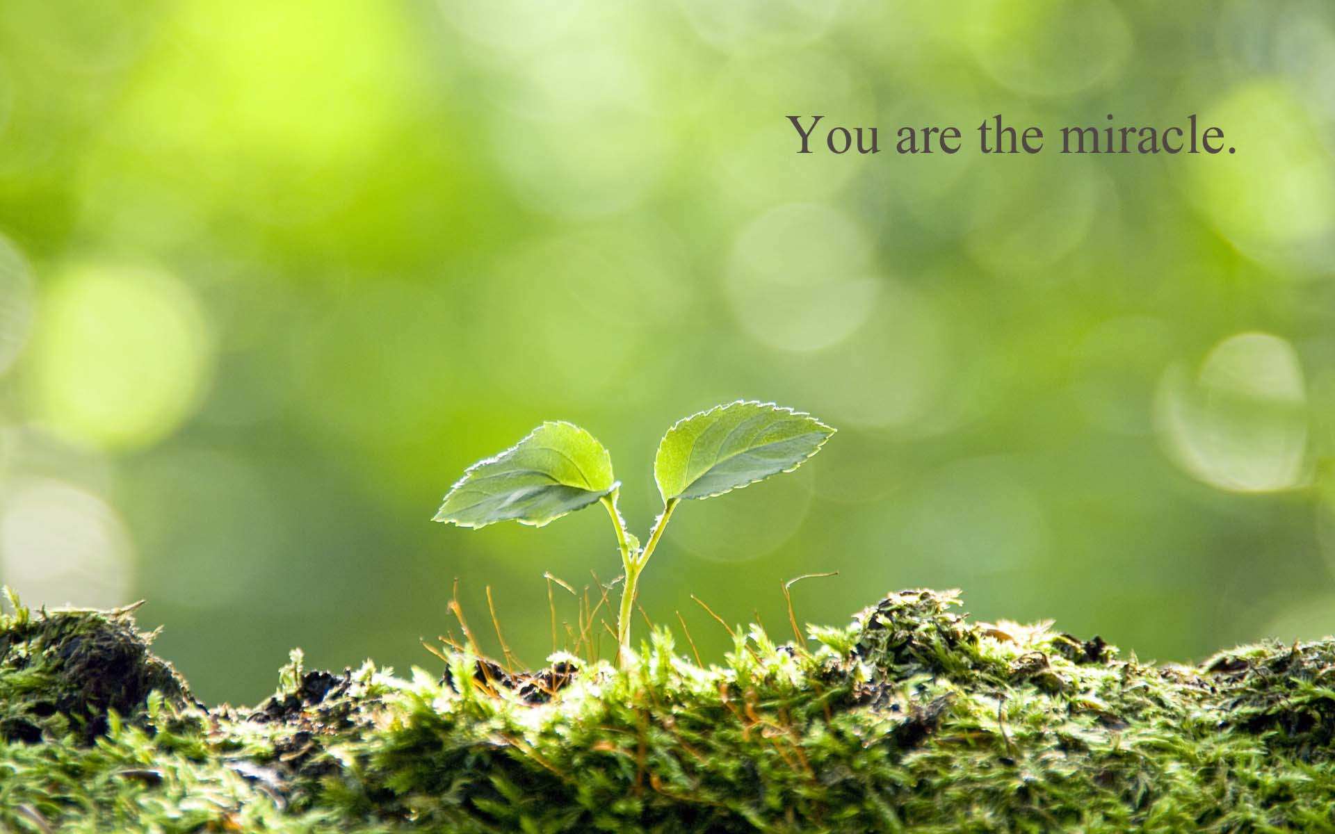 You are the Miracle